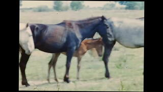 Video 1601575095: vintage naked, vintage gay