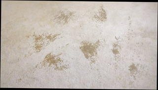 Video 1161093901: pissing amateur, piss gay, bedroom piss, pissing hd