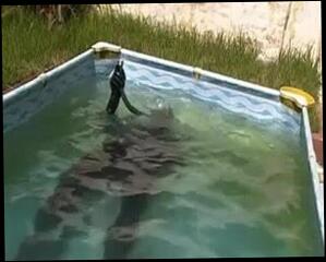 Video 56427701: latex, gay man masturbating, pool masturbation