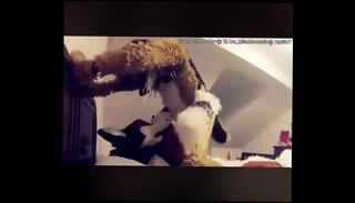 Video 1043106505: furry compilation, gay furry sex