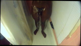 Video 115537345: black boy solo, black cock solo, shower solo, wet solo, dick clean