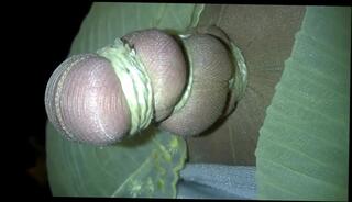 Video 286958101: shemale bdsm, cock bdsm, bdsm tied, lingerie bdsm, hd bdsm, nylon