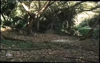 Video 1624062271: bianca trump, robin cannes, vintage anal sex, classic vintage sex, classic vintage blowjob, vintage straight, vintage beach, vintage outdoor, vintage ginger, vintage story, door sex, ex sex