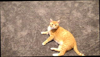 Video 759387501: canadian bbw, big ass tit ties, homemade big tits, chick teasing, big ass straight, tit ties dance