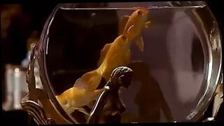 Video 208284501: vintage softcore, vintage skinny, skinny blonde babe, tits softcore, vintage straight, celebrity softcore, american vintage, nudity, sex, ass