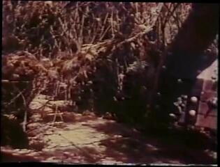 Video 286354801: undressing straight