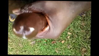 Video 106642535: solo femdom, big hard cock solo, wet pussy solo, hard dick solo, solo boy, taste's solo, solo cream, good solo, old solo