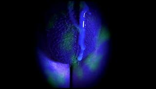 Video 873205603: solo masturbates jizzes, solo male masturbation cum, solo male masturbation cumshot, solo amateur masturbation, solo ball, dripping solo, balls testicles, semen dripping, hanging balls, cumshot 60fps