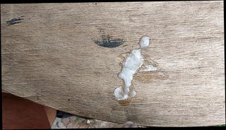 Video 1225313801: gay cock, sons cock, semen