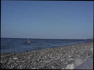 Video 3985501: gay man men