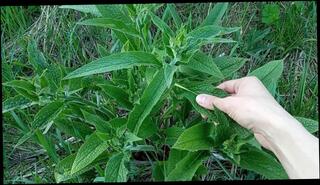 Video 1598586903: fetish solo, amateur solo sexy, sexy solo male, cute amateur solo, outdoor public solo, solo outside, fetish natural, pet