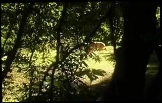 Video 183042701: threesome blowjob cumshot, straight threesome, italian threesome, outdoor threesome