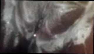 Video 1522871601: straight pussy, wet jamaican pussy, african wet pussy