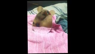 Video 1485460903: twink anal solo, uncut gay twink, fetish twinks anal, solo amateur twink, uncut latino twink, uncut solo male, gay twink ball, gay twink moans, twink anal toys, anal toy beads, ball play