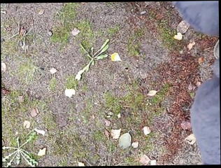 Video 1588718491: nature pee, pissing, man gay