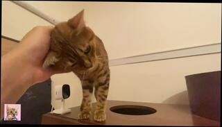 Video 1581512513: hentai pussy licking, femdom pussy eating, amateur solo male, amateur asian solo, femdom queen, licking cute, love licking