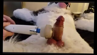 Video 979986165: bondage milking, furry cum, gay furry, cum time