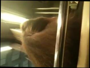 Video 114168701: sexy softcore, sexy hairy, hairy straight, haired hairy, haired woman, gorgeous woman, jerking