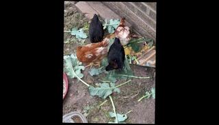 Video 1610162433: brunette chic, chicks love