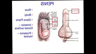 Video 891446505: masturbation prostate, ass prostate, prostate stimulation