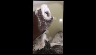 Video 1628913613: mia khalifa, bbw amateur solo, bbw big tits solo, bbw solo anal, black bbw solo, big titted stepmom cock, fucked arab stepmom, asian stepmom fuck, amateur japanese bbw, solo male big cock, dick creampie, stepmom steps, stepmom fantasy, bbw babysitter, nice creampie