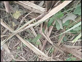 Video 1608499991: boys interracial bareback gay, interracial bareback gay fuck, interracial bareback ass fucking, bareback deep gay interracial, crossdresser fucked bareback, barebacks ass fingered, interracial bareback anal, amateur interracial bareback, crossdresser dominated, crossdresser feet, interracial swingers, boys interracial gay cock, gay couple bareback fucking, homemade gay interracial cock, bareback fuck anal cum, daddy barebacks boy, daddy fuck bear bareback, gay men bareback fucking, deep throat anal barebacking, boy toy bareback, gay bareback big cock, bareback ass fucking outdoor, crossdresser masturbating cumming, desi masturbation fingering, old crossdresser fucked, dominant man fucks, fucking bareback hd, hindi fingering, deepthroater