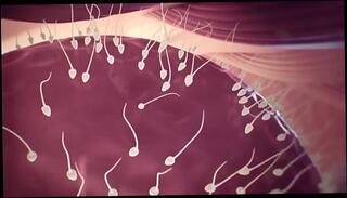 Video 826127385: pregnant preggo, preggo creampie, creampie mating, young preggo, blonde preggo