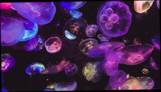 Video 1576133513: solo lesbian, small titted lesbian babe, solo amateur trans, amateur lesbian women, solo gay amateur, solo trans male, solo female big tits, hard solo gay, amateur man solo