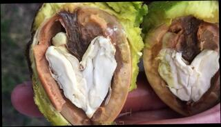 Video 1578958343: worship feet foot toes, feet foot fetish toes, worship feet suck toes, feet licking foot worship, feet gay foot fetish, foot fetish gay solo, feet self foot worship, foot worship big feet, fetish male feet foot, pov feet toes, foot fetish amateur gay, flip flop feet, public feet worship, pov dick sucking amateur, busting feet, nut pov, thong pov