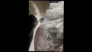 Video 1656394933: solo cumshot bbc masturbating, bbc solo male cumshot, bbc solo stroke, big dick amateur bbc, bbc deep dicking, solo masturbation self, bbc celebrity, big dick washing