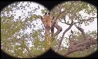 Video 382391601: wife shared double penetration, double penetration group sex, double penetration cumshot, russian double penetration, double parked, straight penetrated