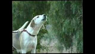 Video 319010035: gay porn dick sucking, gay porn cock sucking, gay sucks white, sucking old dick