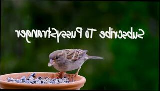 Video 1576621563: solo girl compilation, solo male compilation, amateur public handjob compilation, big boobs fuck compilation, stepmom fucks young, college girl compilation, stepmom fantasy, romantic compilation, outside compilation