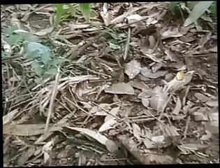 Video 1610141051: skinny solo, skinny gay porn, gay homemade solo, solo cumshots gay, asian solo cumshot, skinny outdoor, skinny mature, spurts, indonesian homemade, takes masturbation, pleasuring masturbation