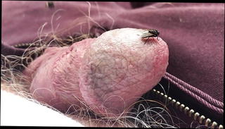 Video 1444011401: gay outdoor masturbation, gay precum, slit, masturbation hd