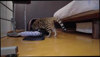 Video 1580013373: milf masturbation pussy ass, milf toys pussy, milf babes pussy, milf pussy anal, milf girl masturbate, japanese milf pussy, cute japanese milf, funny milf, pussy toy play, alone pussy play, bed pussy