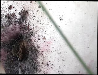 Video 1597595711: bdsm anal slave, gay bdsm slave, amateur bdsm slave, cbt slave, dutch hentai, hentai hd