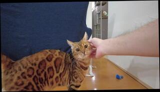 Video 1580215093: lucy cat, hentai uncensored girl, amateur interracial bareback, japanese uncensored hentai, cage pov, interracial bareback group, hentai fetish, hentai pussy licking, pov amateur wife, amateur pov orgasm, cute hentai girl, japanese cosplay uncensored, pov 18 year, sexy pussy, pussy butt