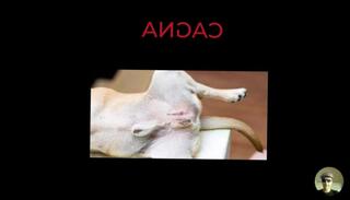 Video 1584243613: doggy style solo, solo masturbation orgasm, solo masturbation toy, amateur doggy orgasm, solo male masturbation, solo female masturbation, solo public masturbation, doggy style italian, doggy style outside