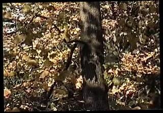 Video 179260401: gay daddy bear, gay asian daddy