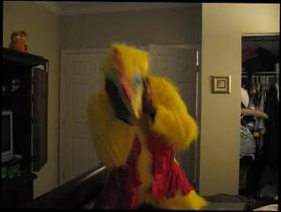 Video 498196303: furry solo, feet solo, amateur solo male, furry cosplay, feet socks