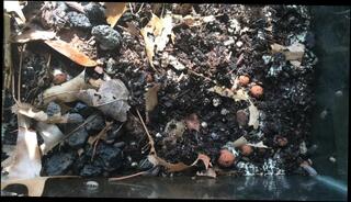 Video 817111103: anime cam, pet