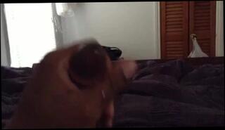 Video 157032501: stroking fat dick, man gay, cum