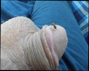 Video 51514101: sucking dick balls, man gay