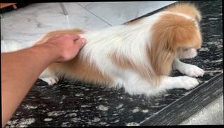 Video 1618360633: solo male sex, amateur solo male, amateur asian solo, sex vietnam, sex 60fps