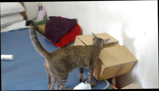 Video 1437407901: pawg facesitting, bbw facesitting, bbw blowjob deep throat, futanari deep throat, bbw hd, deep throat straight