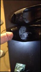 Video 167145001: gay pantyhose fuck, nylon cock, pantyhose heels, pantyhose man, nylons big, busted fucking, cock busts load, fuck hd