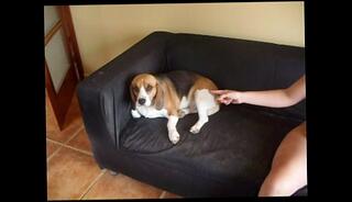 Video 6031255: pigtails solo, fetish solo, pigtailed redhead, insertion solo, solo play