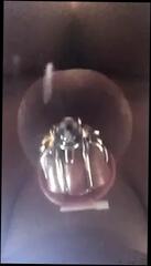 Video 279624301: strapon prostate, amateur prostate, strapon nailed, straight amateur