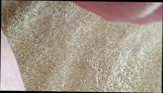 Video 1462670101: amateur gay cumshot, sexy wank, hot gay cumshot, stockings wanking, legs wanking